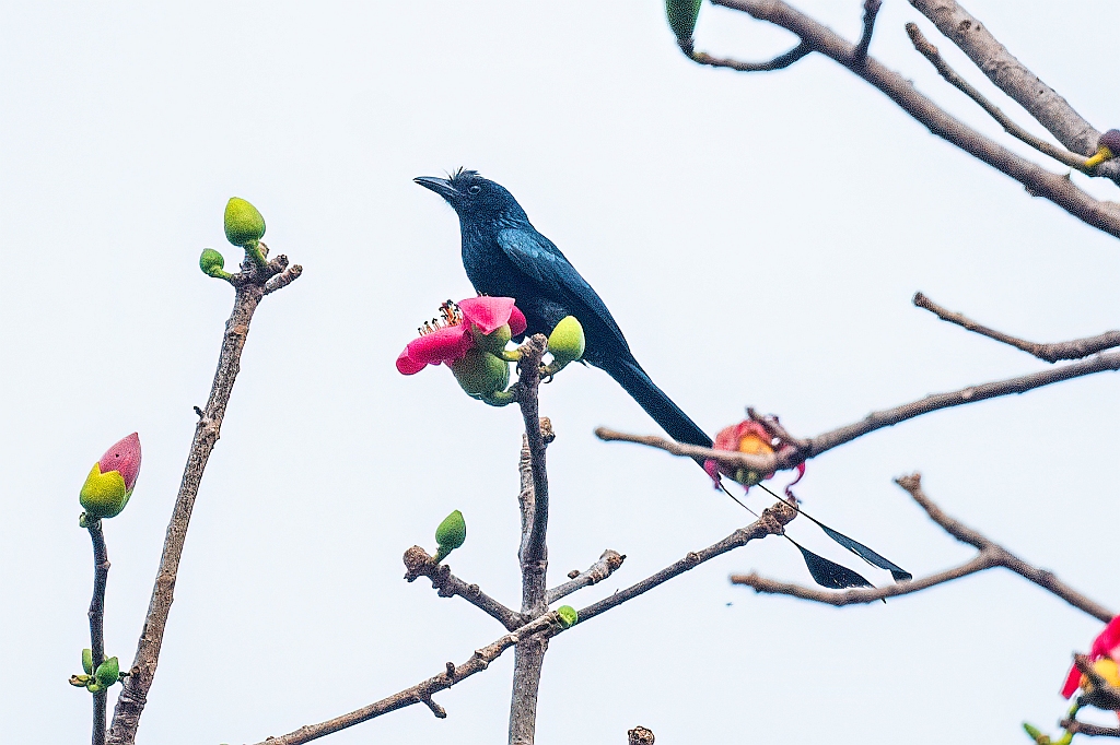 Greater Racket-tailed Drongo